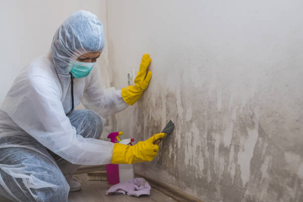 Best Emergency Mold Remediation  in Hoboken, NJ