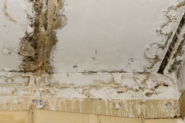  Hoboken, NJ Mold Removal Pros