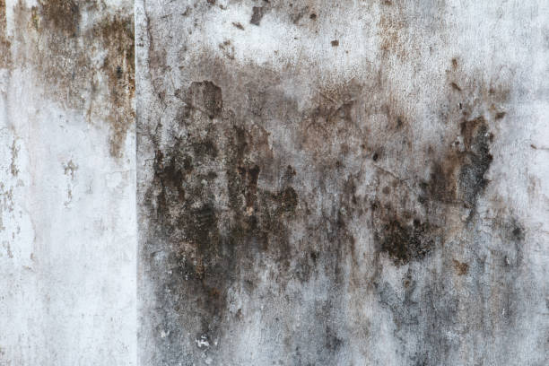 Best HVAC Mold Inspection and Cleaning  in Hoboken, NJ