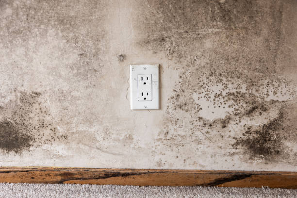 Best Real Estate Mold Inspection  in Hoboken, NJ